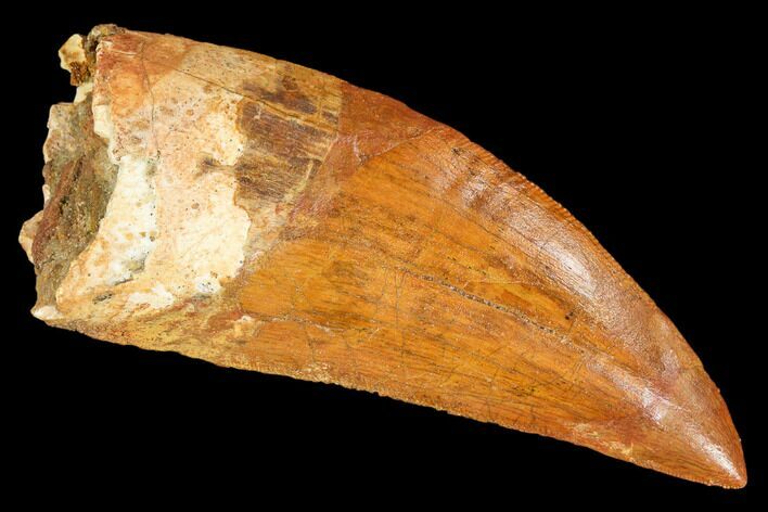 Fossil Carcharodontosaurus Tooth, Serrated - Morocco #110404